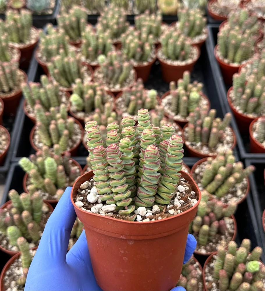 Crassula Baby Necklace Succulent Live Plant – Trailing Indoor Succulent - Image 1
