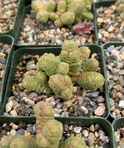 Crassula Columella Rattlesnake Tail Live Succulent Plant - 4 Inch Pot Indoor - Image 2