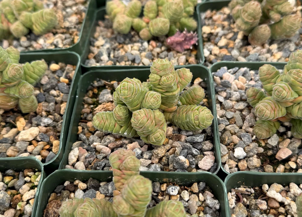 Crassula Columella Rattlesnake Tail Live Succulent Plant - 4 Inch Pot Indoor - Image 2