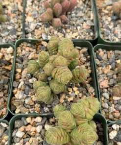 Crassula Columella Rattlesnake Tail Live Succulent Plant - 4 Inch Pot Indoor - Image 3