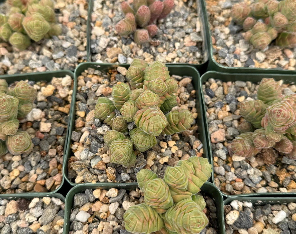 Crassula Columella Rattlesnake Tail Live Succulent Plant - 4 Inch Pot Indoor - Image 3