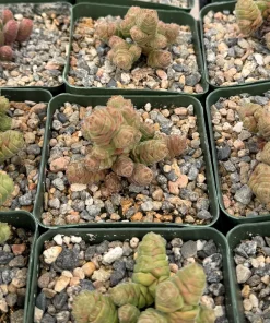 Crassula Columella Rattlesnake Tail Live Succulent Plant - 4 Inch Pot Indoor - Image 4