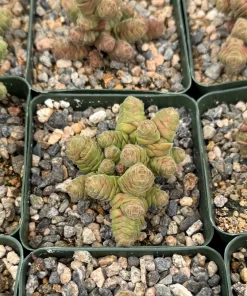 Crassula Columella Rattlesnake Tail Live Succulent Plant - 4 Inch Pot Indoor - Image 5