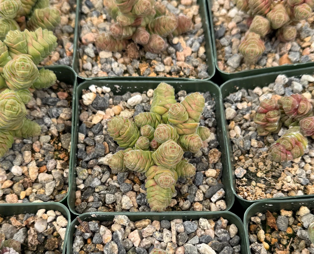 Crassula Columella Rattlesnake Tail Live Succulent Plant - 4 Inch Pot Indoor - Image 5