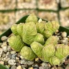 Crassula Columella Rattlesnake Tail Live Succulent Plant - 4 Inch Pot Indoor - Image 1