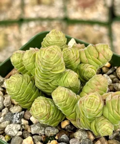 Crassula Columella Rattlesnake Tail Live Succulent Plant - 4 Inch Pot Indoor - Image 1