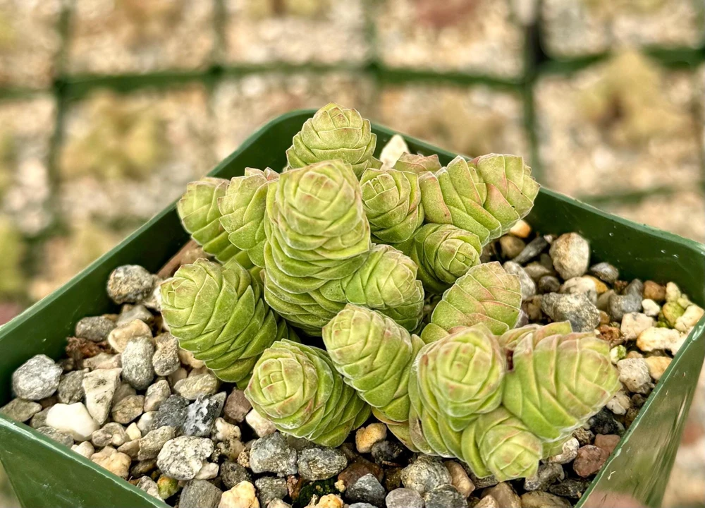 Crassula Columella Rattlesnake Tail Live Succulent Plant - 4 Inch Pot Indoor - Image 1