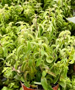 Curly Lipstick Plant Live Houseplant – Aeschynanthus Radicans 'Curly' – 4 Inch Pot - Image 2