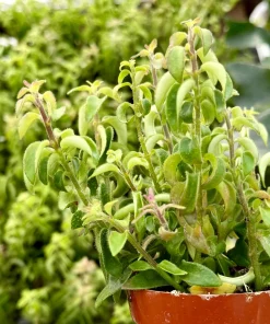 Curly Lipstick Plant Live Houseplant – Aeschynanthus Radicans 'Curly' – 4 Inch Pot - Image 3