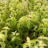 Curly Lipstick Plant Live Houseplant – Aeschynanthus Radicans 'Curly' – 4 Inch Pot - Image 1