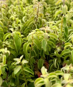 Curly Lipstick Plant Live Houseplant – Aeschynanthus Radicans 'Curly' – 4 Inch Pot - Image 1