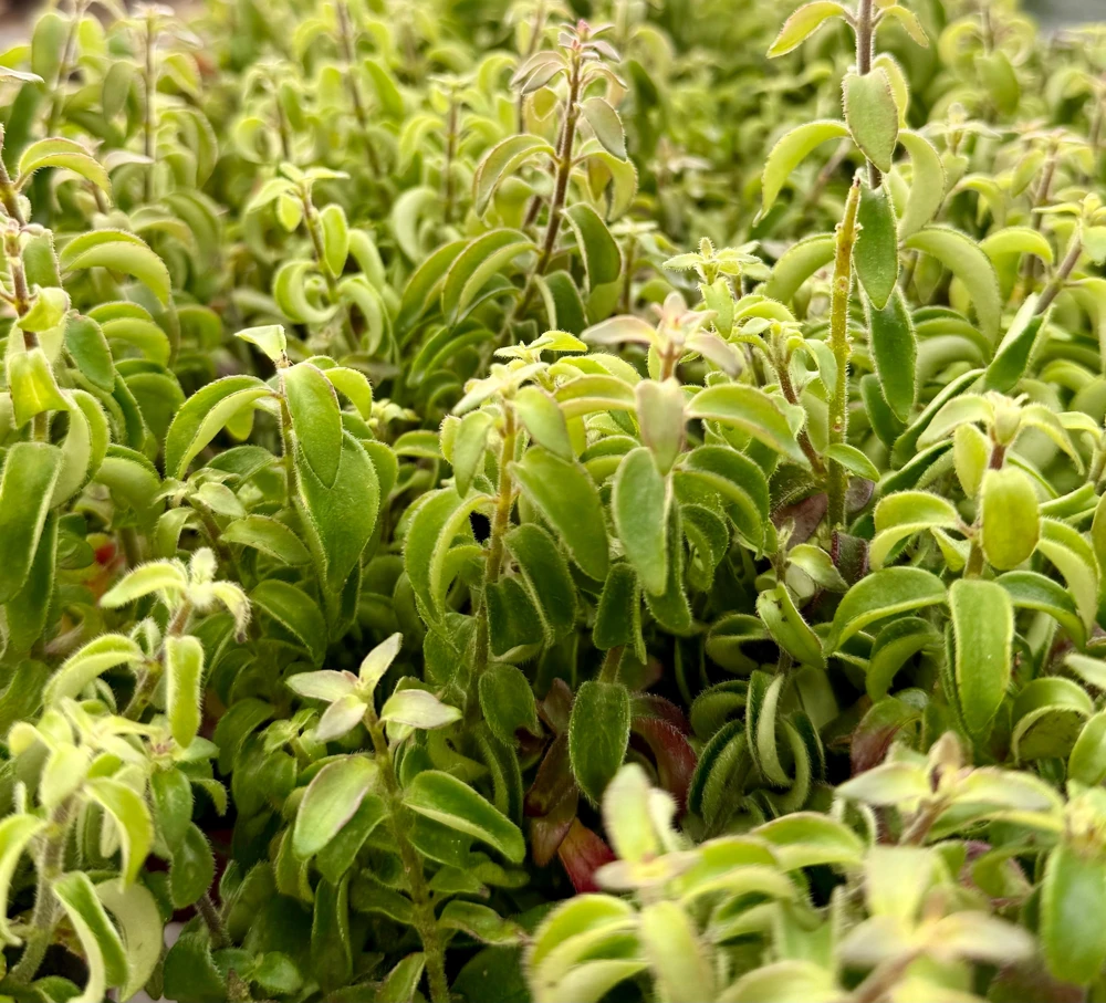 Curly Lipstick Plant Live Houseplant – Aeschynanthus Radicans 'Curly' – 4 Inch Pot - Image 1