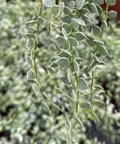Dischidia Million Hearts Variegated Live Plant, Trailing Succulent, 3 Inch Pot, Indoor - Image 2