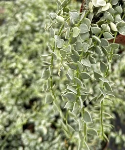 Dischidia Million Hearts Variegated Live Plant, Trailing Succulent, 3 Inch Pot, Indoor - Image 3