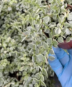 Dischidia Million Hearts Variegated Live Plant, Trailing Succulent, 3 Inch Pot, Indoor - Image 4