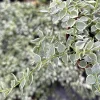 Dischidia Million Hearts Variegated Live Plant, Trailing Succulent, 3 Inch Pot, Indoor - Image 1
