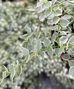 Dischidia Million Hearts Variegated Live Plant, Trailing Succulent, 3 Inch Pot, Indoor - Image 1