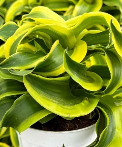 Dracaena Tornado Live Plant - Curly Houseplant in 4 Inch Pot - Indoor Easy Care - Image 2