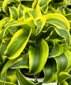 Dracaena Tornado Live Plant - Curly Houseplant in 4 Inch Pot - Indoor Easy Care - Image 3