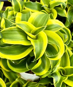 Dracaena Tornado Live Plant - Curly Houseplant in 4 Inch Pot - Indoor Easy Care - Image 4