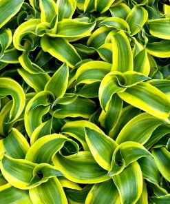 Dracaena Tornado Live Plant - Curly Houseplant in 4 Inch Pot - Indoor Easy Care - Image 5