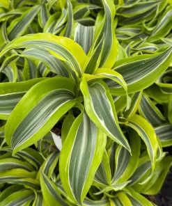 Dracaena Tornado Live Plant - Curly Houseplant in 4 Inch Pot - Indoor Easy Care - Image 6
