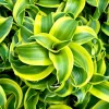 Dracaena Tornado Live Plant - Curly Houseplant in 4 Inch Pot - Indoor Easy Care - Image 1