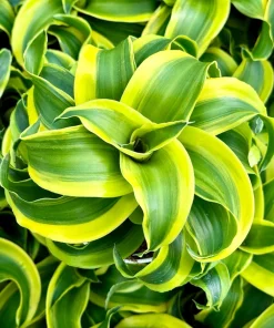 Dracaena Tornado Live Plant - Curly Houseplant in 4 Inch Pot - Indoor Easy Care - Image 1