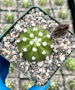 Easter Lily Cactus Live Plant - Echinopsis Subdenudata - Blooming Cactus in 4 Inch Pot - Indoor/Outdoor - Image 2