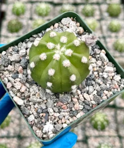 Easter Lily Cactus Live Plant - Echinopsis Subdenudata - Blooming Cactus in 4 Inch Pot - Indoor/Outdoor - Image 3