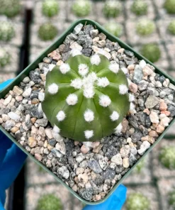 Easter Lily Cactus Live Plant - Echinopsis Subdenudata - Blooming Cactus in 4 Inch Pot - Indoor/Outdoor - Image 4