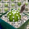 Easter Lily Cactus Live Plant - Echinopsis Subdenudata - Blooming Cactus in 4 Inch Pot - Indoor/Outdoor - Image 1