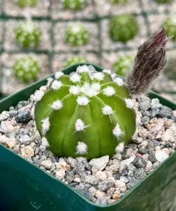 Easter Lily Cactus Live Plant - Echinopsis Subdenudata - Blooming Cactus in 4 Inch Pot - Indoor/Outdoor - Image 1