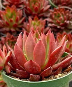 Echeveria Agavoides Christmas Live Succulent Plant - Lipstick Echeveria - 2 inch, 4 inch pot - Image 2