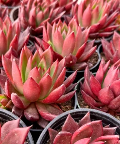 Echeveria Agavoides Christmas Live Succulent Plant - Lipstick Echeveria - 2 inch, 4 inch pot - Image 3