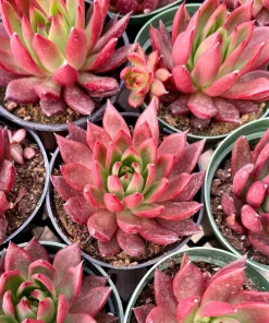 Echeveria Agavoides Christmas Live Succulent Plant - Lipstick Echeveria - 2 inch, 4 inch pot - Image 4
