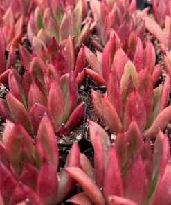 Echeveria Agavoides Christmas Live Succulent Plant - Lipstick Echeveria - 2 inch, 4 inch pot - Image 5
