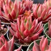 Echeveria Agavoides Christmas Live Succulent Plant - Lipstick Echeveria - 2 inch, 4 inch pot - Image 1