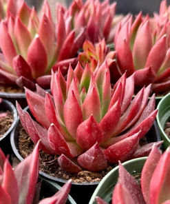 Echeveria Agavoides Christmas Live Succulent Plant - Lipstick Echeveria - 2 inch, 4 inch pot - Image 1