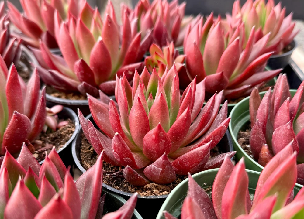 Echeveria Agavoides Christmas Live Succulent Plant - Lipstick Echeveria - 2 inch, 4 inch pot - Image 1
