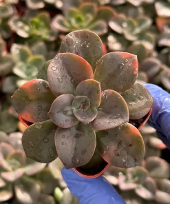 Echeveria Chroma Live Plant - Colorful Succulent for Indoor Gardens - Image 2