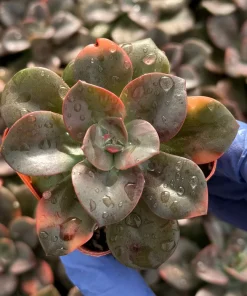 Echeveria Chroma Live Plant - Colorful Succulent for Indoor Gardens - Image 3