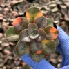 Echeveria Chroma Live Plant - Colorful Succulent for Indoor Gardens - Image 1