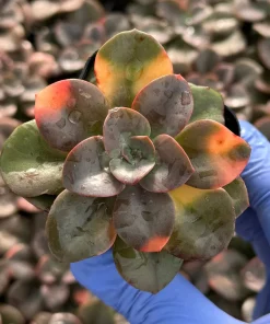 Echeveria Chroma Live Plant - Colorful Succulent for Indoor Gardens - Image 1