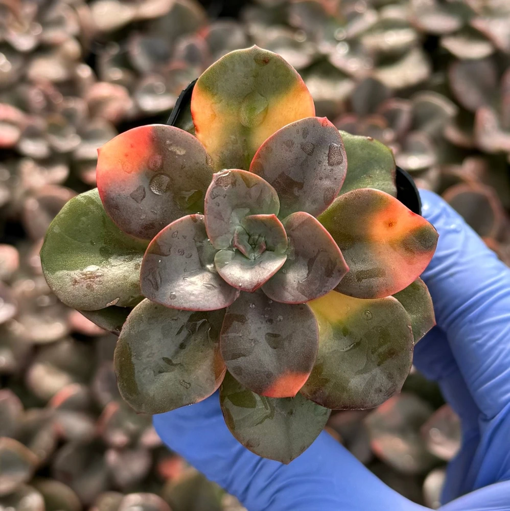 Echeveria Chroma Live Plant - Colorful Succulent for Indoor Gardens - Image 1