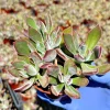Echeveria Devotion Live Succulent Plant 4 Inch Pot - Purple Rosettes Indoor/Outdoor - Image 1