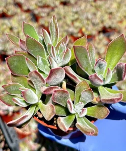Echeveria Devotion Live Succulent Plant 4 Inch Pot - Purple Rosettes Indoor/Outdoor - Image 1
