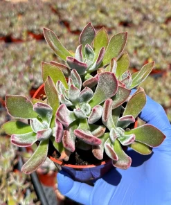 Echeveria Devotion Live Succulent Plant 4 Inch Pot - Purple Rosettes Indoor/Outdoor - Image 2