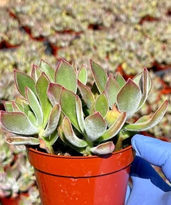 Echeveria Devotion Live Succulent Plant 4 Inch Pot - Purple Rosettes Indoor/Outdoor - Image 3
