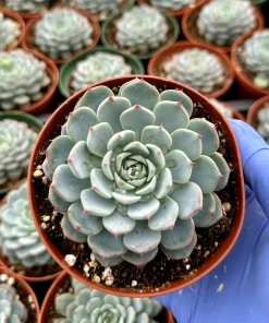 Echeveria Minima 4 Inch Live Plant - Blue Succulent for Indoors - Petite Houseplant - Image 2